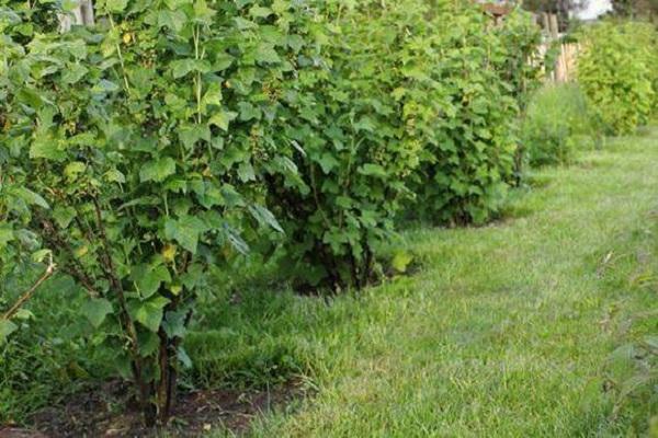 shrubs in the garden