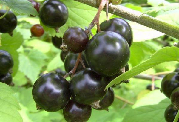 currant vigorous