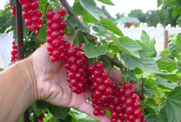 currant for the Urals