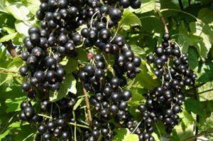 Description and characteristics of black currant varieties Hercules, planting and care