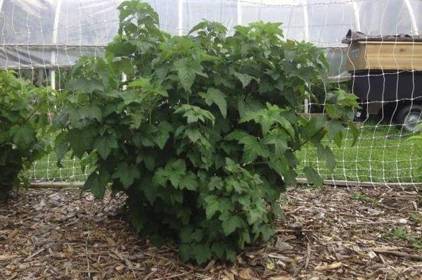 currant bush