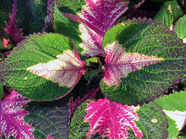 kukka coleus