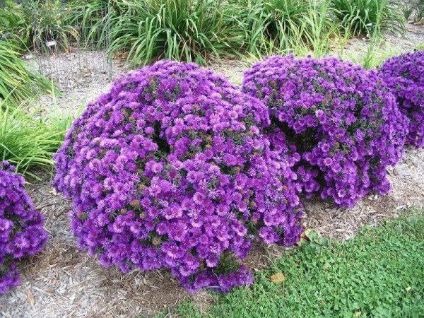 buissons de fleurs