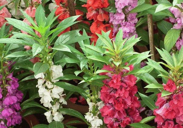 fleurs dans le jardin