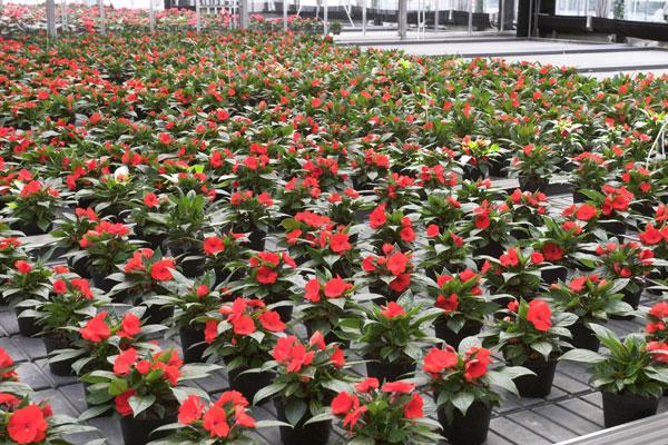 flowers in pots balsam fluffy