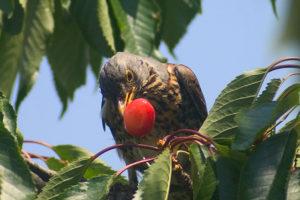 How can you protect and protect cherries from birds with various scarers