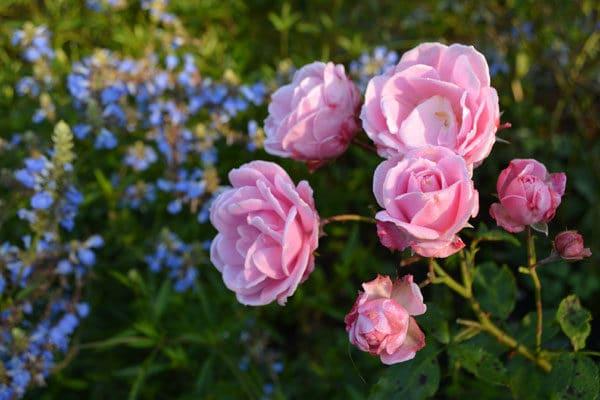 flowerbed of roses