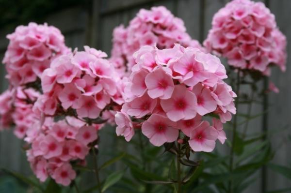 pink flowers