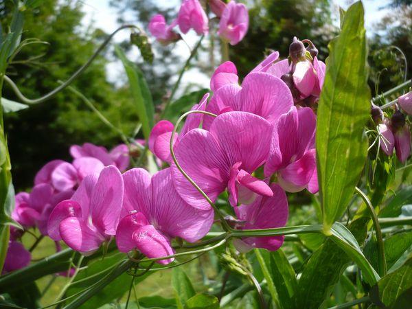 Flores de guisante