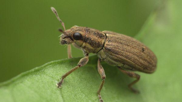 Mazgelis weevil