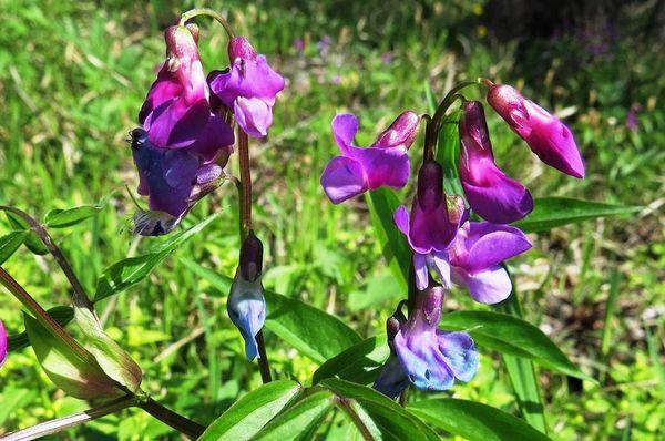 Guisantes de primavera