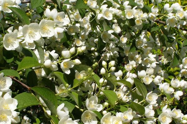 potentille fleurs fleuries