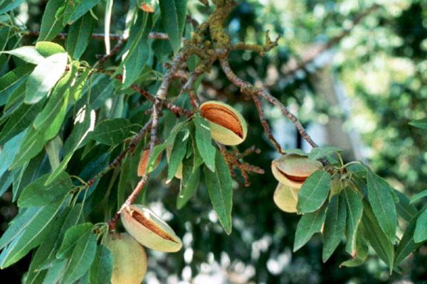 Arbol de almendras