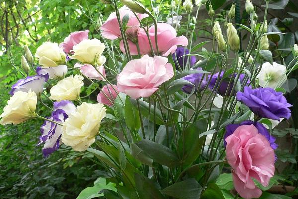 perennial eustoma