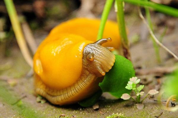 chasse aux escargots