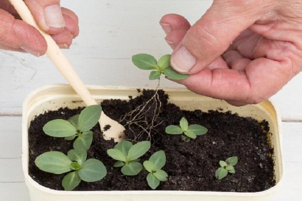 dive seedlings