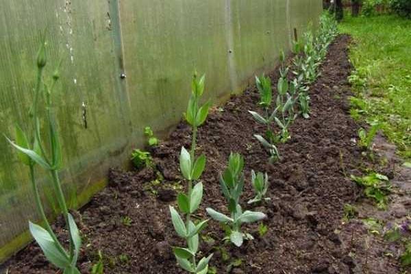 saplings planted