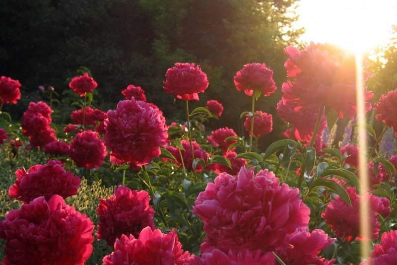 field of peonies