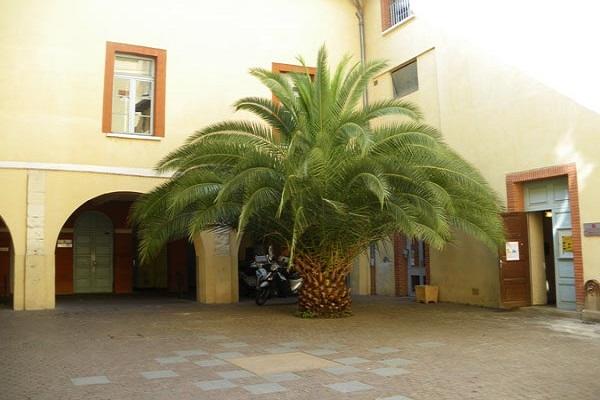 palmera en el patio