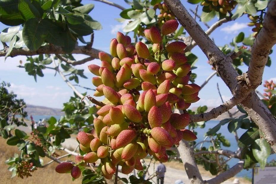 pistaches sur bois