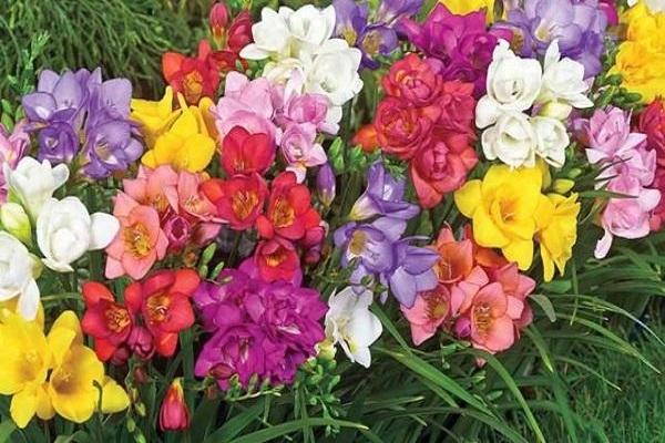 characteristics of freesia