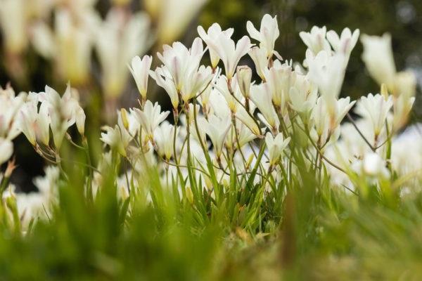 élevage de fleurs