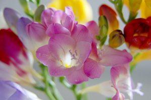 Planting, growing and caring for freesia outdoors