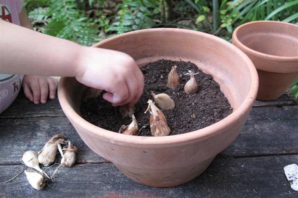 corms are rooted