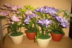 Planting and caring for freesia at home, how to grow from a bulb