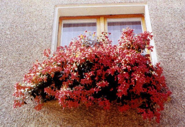 fucsia en la ventana