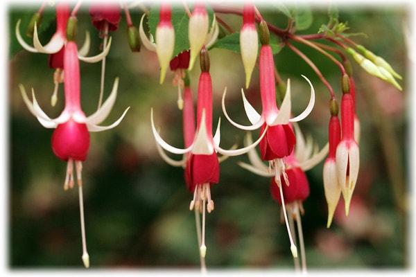 floraison fuchsia