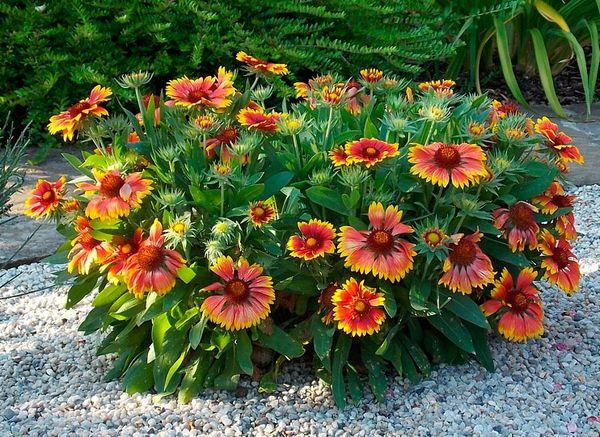 Gaillardia Krásná