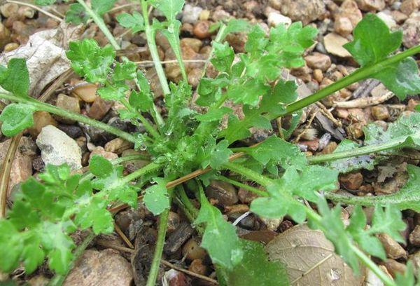 Hivernage Gaillardia