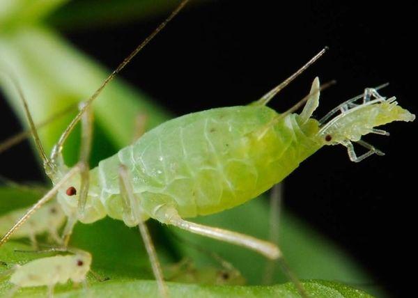 Aphids on seedlings