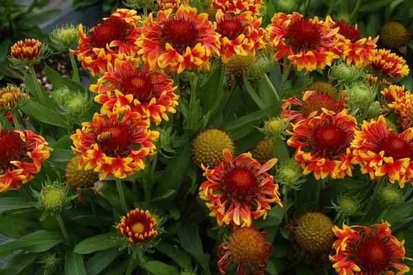 Gaillardia Burgundsko