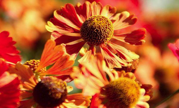 Gaillardia mandarine