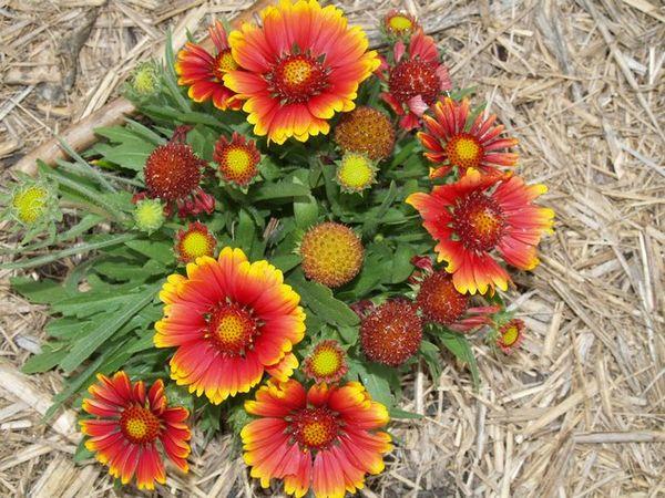 Gaillardia on kaunis