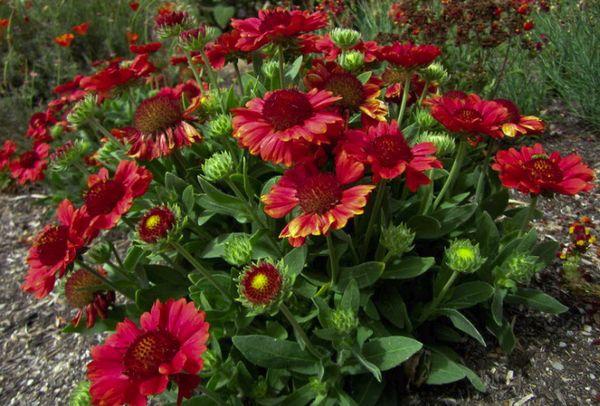 Gaillardia Grandiflora