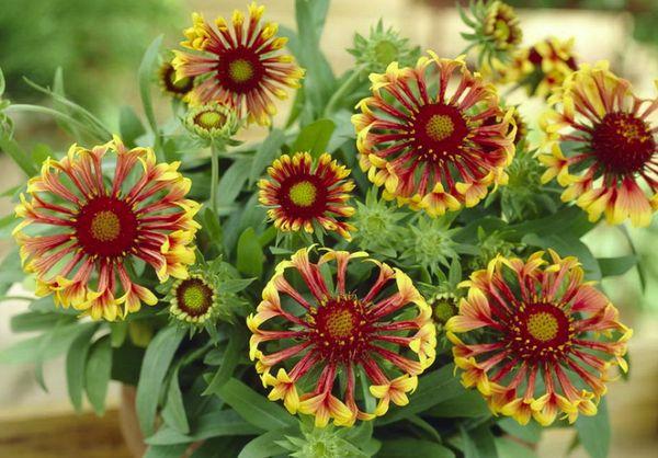 Gaillardia de flores grandes