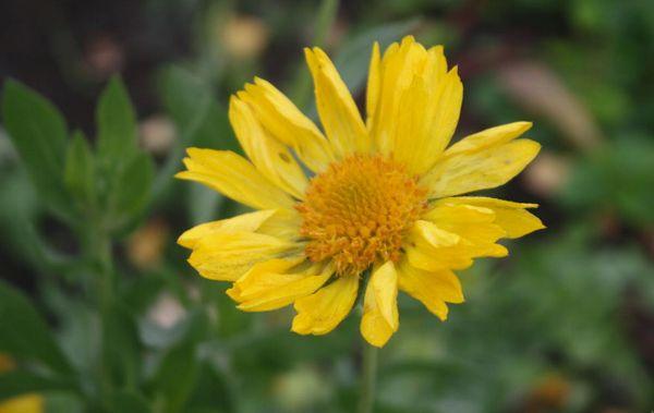 Ambre de Gaillardia