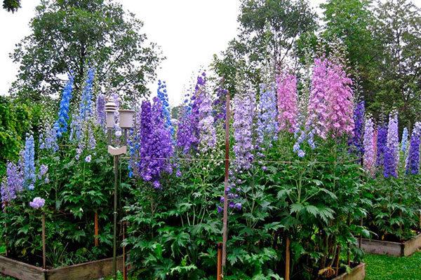 flores para macizos de flores