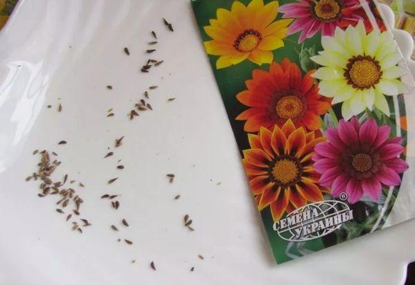 flower seeds