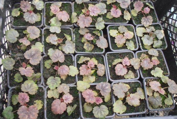 Seedling flowers