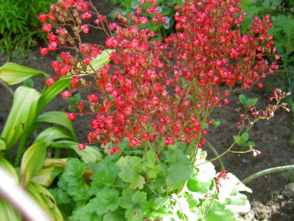 Heichera rojo sangre