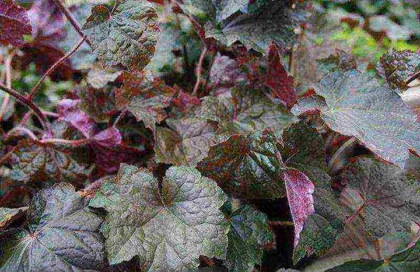 Heuchera cylindrical