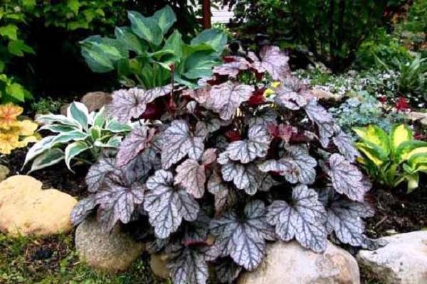 heuchera leaves