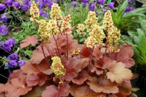 Características y descripciones de las variedades de Heuchera, reglas de plantación y cuidado.