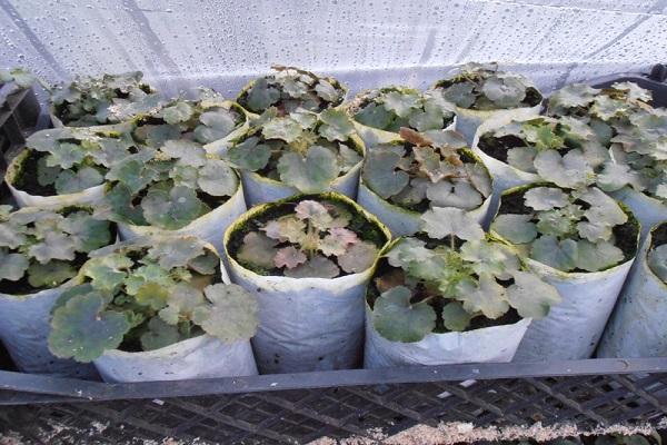 seedlings for sale