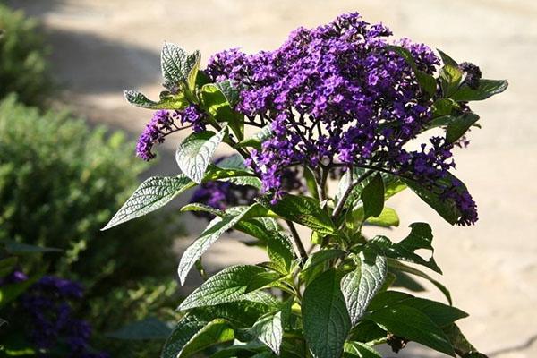 héliotrope dans un parterre de fleurs