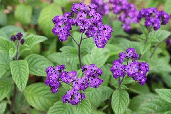 fleurs dans le jardin